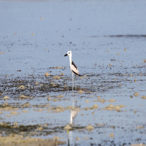 Crab-plovers, Coursers and Pratincoles